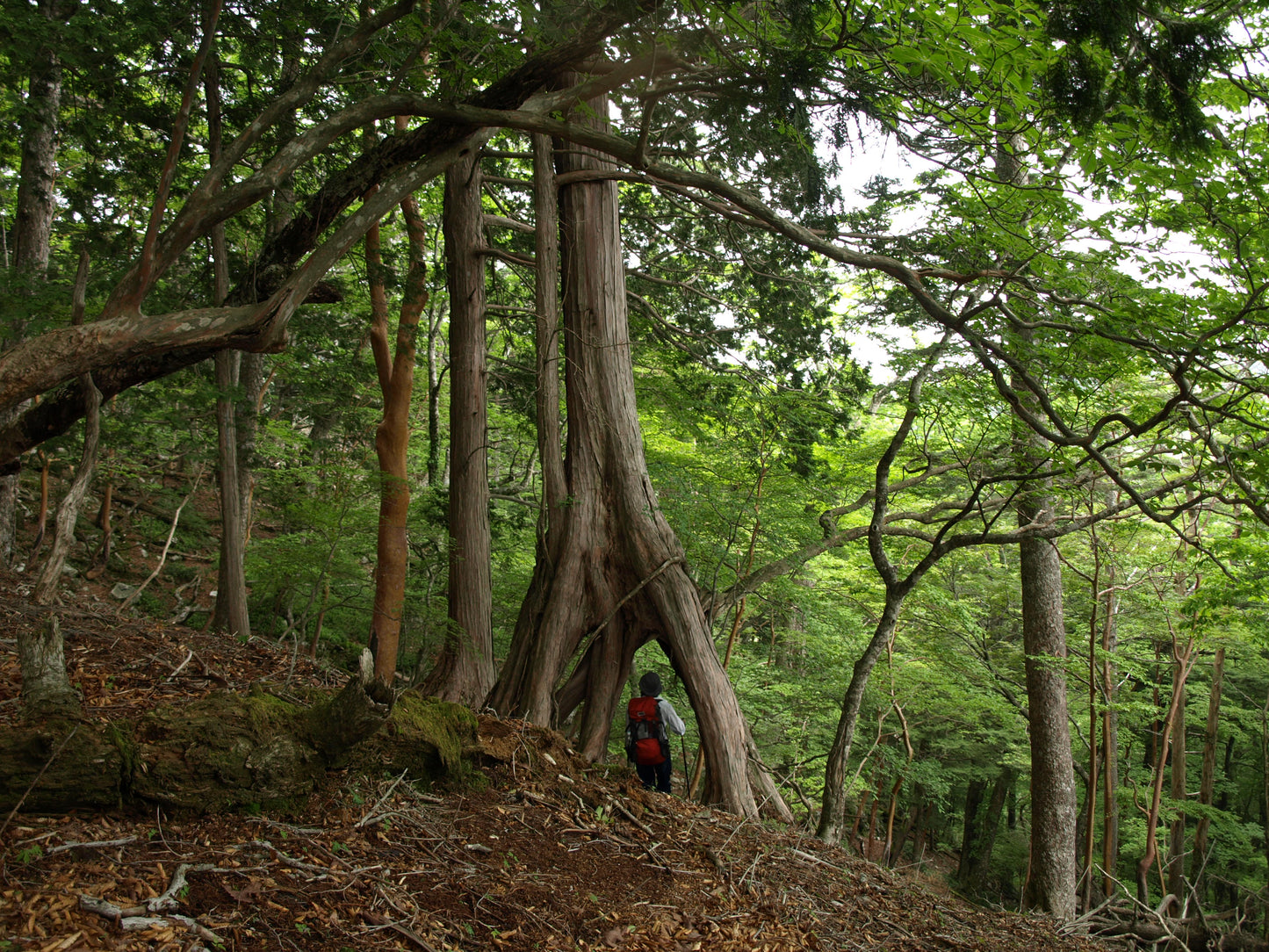 森林の香り リードディフューザーセット【odai】