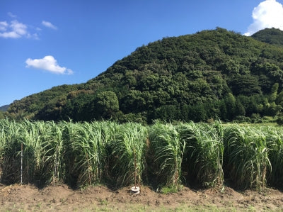 クラフトティーギフトセット【HIYORI WASANBON】