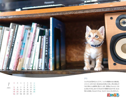 にゃっぷる 幸せつないだ12匹のこねこ カレンダー2026 卓上版