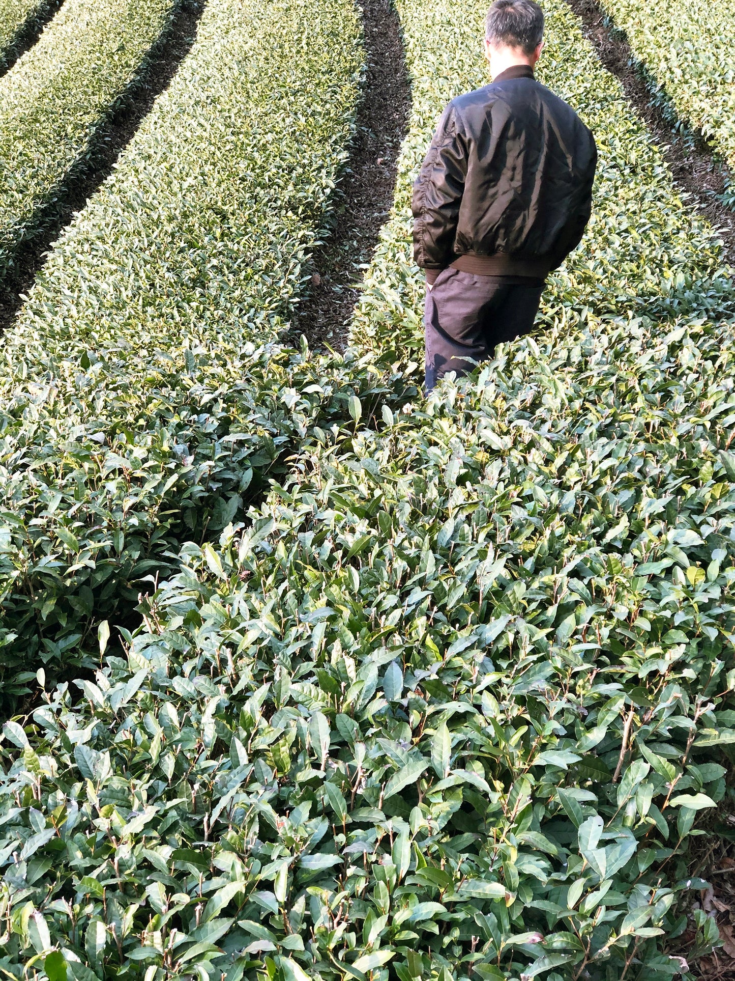 クラフトティーギフトセット【HIYORI WASANBON】