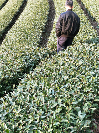 クラフトティーギフトセット【HIYORI WASANBON】